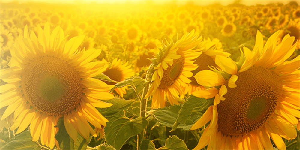Spotlight on Sunflower Oil - Innovating food and beverage products and menus for today’s trends