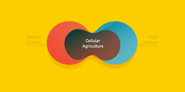 Financement pour la recherche et le développement en alimentation cellulaire
